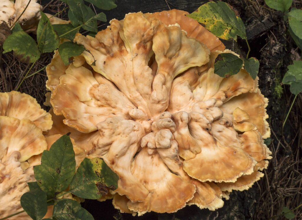 Chicken of the Woods Recipe: Cooking this Unique Mushroom